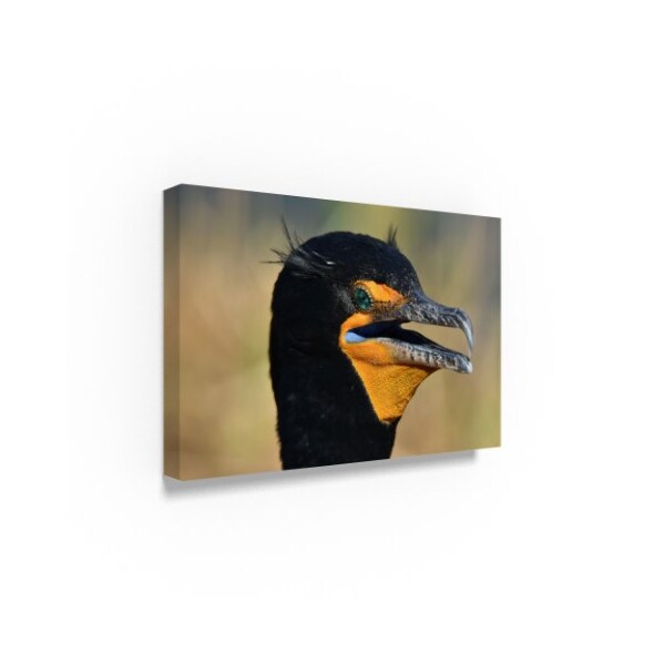 Robert Michaud 'Double Crested Cormorant' Canvas Art,22x32